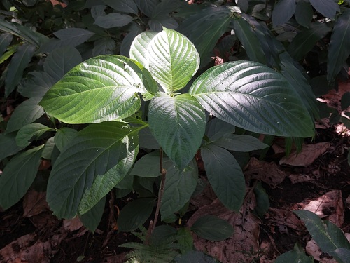 Mussaenda macrophylla, photograph 2