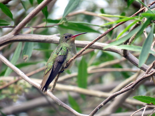Hylocharis chrysura