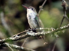 Elliotomyia chionogaster