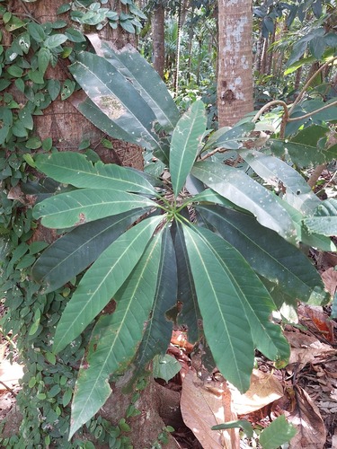 Semecarpus cuneiformis, photograph 2