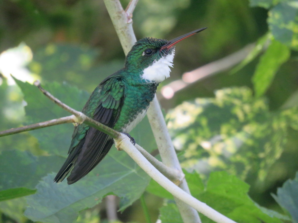 White-throated Hummingbird