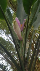 Musa ornata