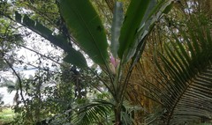 Musa ornata
