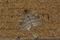 Epirrita dilutata