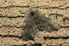 Epirrita dilutata