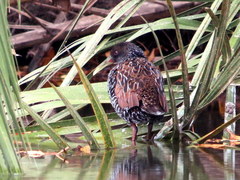 Pardirallus maculatus
