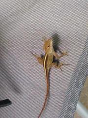 Anolis sagrei