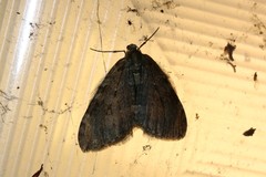 Epirrita dilutata