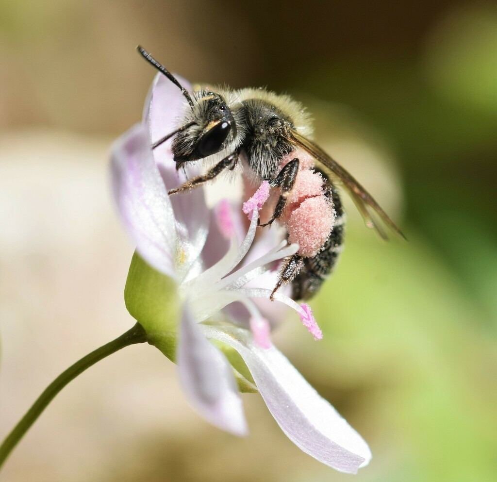 Spring Beauty Miner