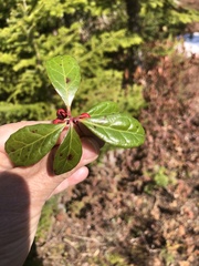 Gaultheria procumbens image