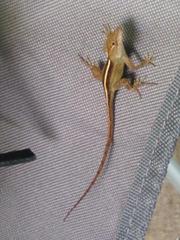Anolis sagrei