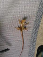 Anolis sagrei