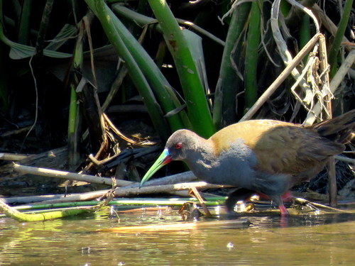 Pardirallus sanguinolentus