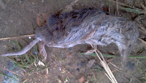 Crocidura suaveolens