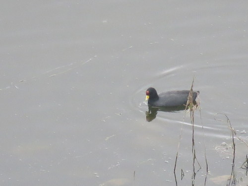Fulica ardesiaca
