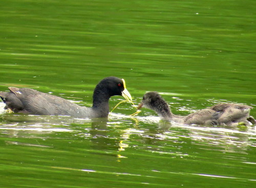 Fulica leucoptera