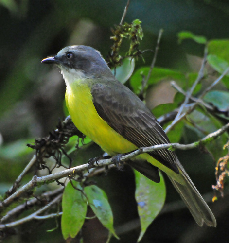 Gray-capped Flycatcher (Myiozetetes granadensis) · iNaturalist