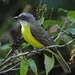 Gray-capped Flycatcher - Photo (c) Jerry Oldenettel, some rights reserved (CC BY-NC-SA)