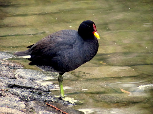 Fulica rufifrons