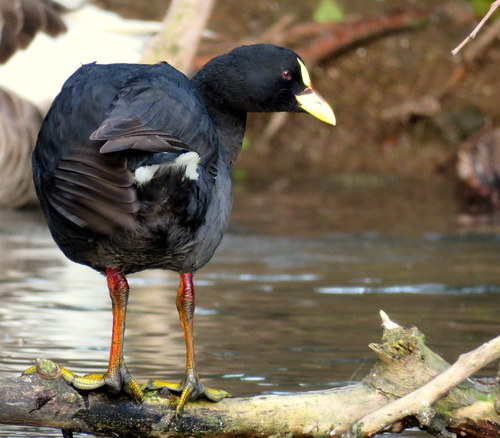 Fulica armillata