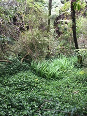 Podocarpus totara