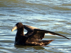 Macronectes giganteus