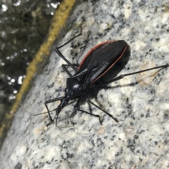 Dipetalogaster maximus