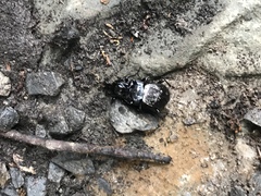 Sphaeroderus stenostomus