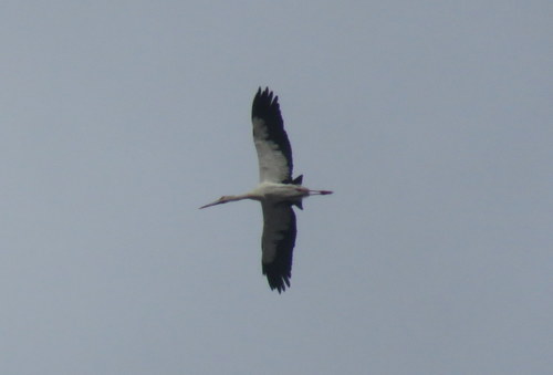 Ciconia maguari