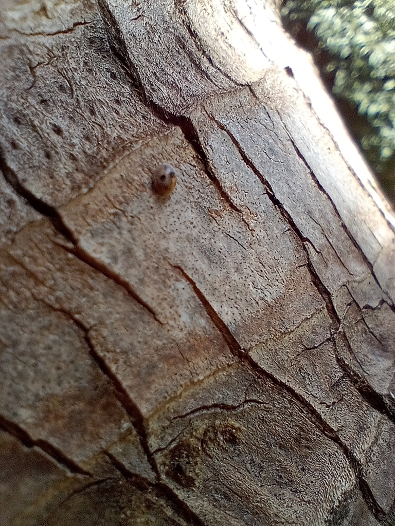 Indian Lady Beetle