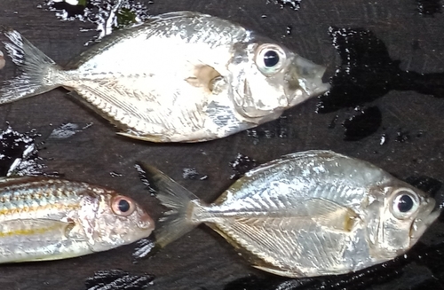 Large-toothed ponyfish (Gazza achlamys) — Leiognathidae — 5