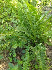 Nephrolepis exaltata