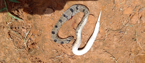 Spotted Night Adder