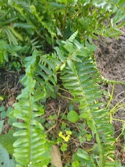 Nephrolepis exaltata