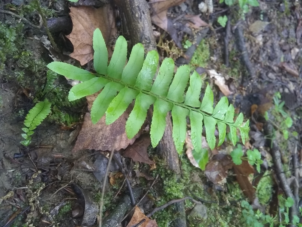 Christmas fern from Iroquois Park, Louisville, KY, USA on April 28