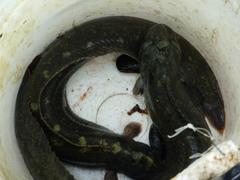 Cebidichthys violaceus