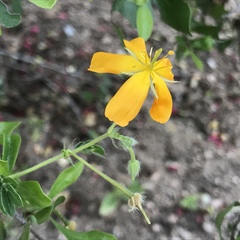 Kallstroemia peninsularis