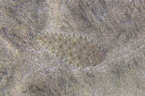 Cadenat's sole (Pegusa cadenati) — Soleidae — 3
