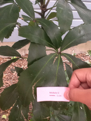 Pseudopanax crassifolius × lessonii