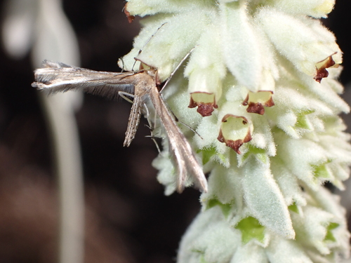 Merrifieldia bystropogonis