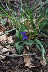 Viola canina