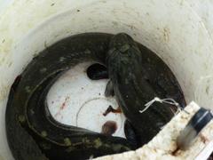 Cebidichthys violaceus