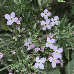 Stenotis peninsularis