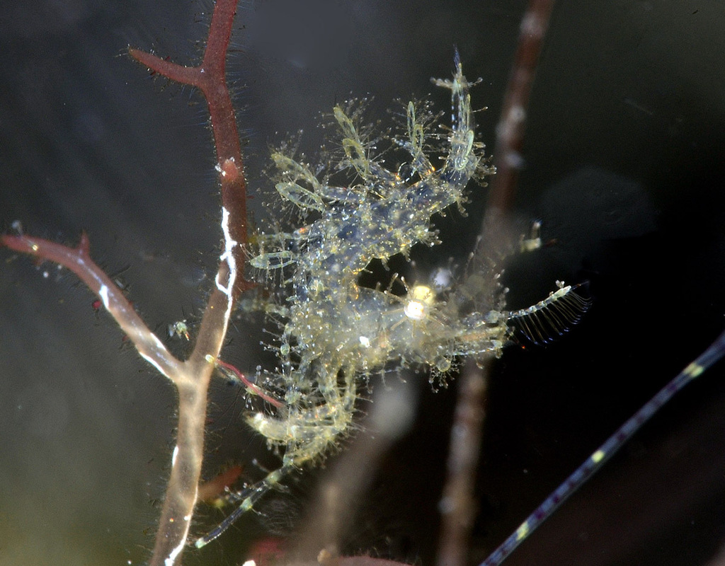 Algae Shrimp