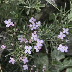 Stenotis peninsularis