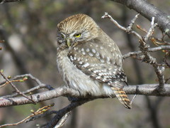 Glaucidium nana