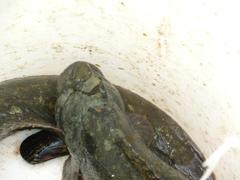 Cebidichthys violaceus