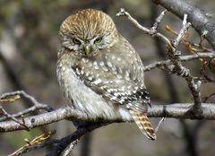 Glaucidium nana