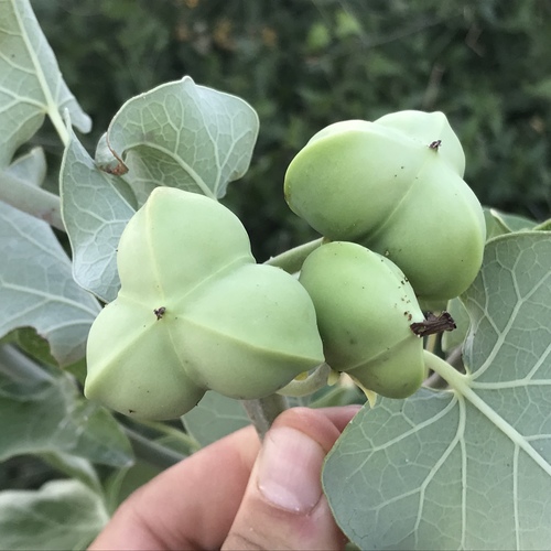 Ashy Jatropha