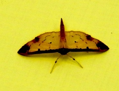 Eulepte gastralis